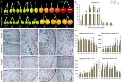 Comparative physiological and transcriptomic analyses provide insights into fruit softening in Chinese cherry [Cerasus pseudocerasus (Lindl.) G.Don]